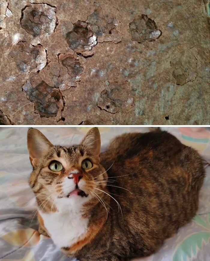 80 Hilarious Cat Crimes That Prove These Furry Suspects Are Always Up To Something 80 Hilarious Cat Crimes That Prove These Furry Suspects Are Always Up To Something