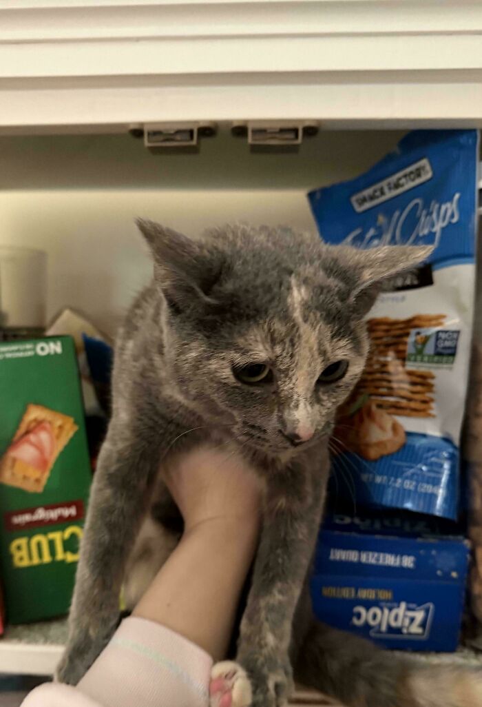 80 Hilarious Cat Crimes That Prove These Furry Suspects Are Always Up To Something 80 Hilarious Cat Crimes That Prove These Furry Suspects Are Always Up To Something