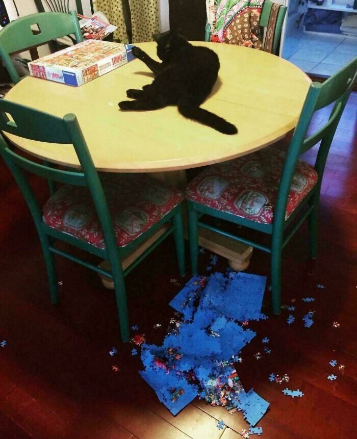 80 Hilarious Cat Crimes That Prove These Furry Suspects Are Always Up To Something 80 Hilarious Cat Crimes That Prove These Furry Suspects Are Always Up To Something
