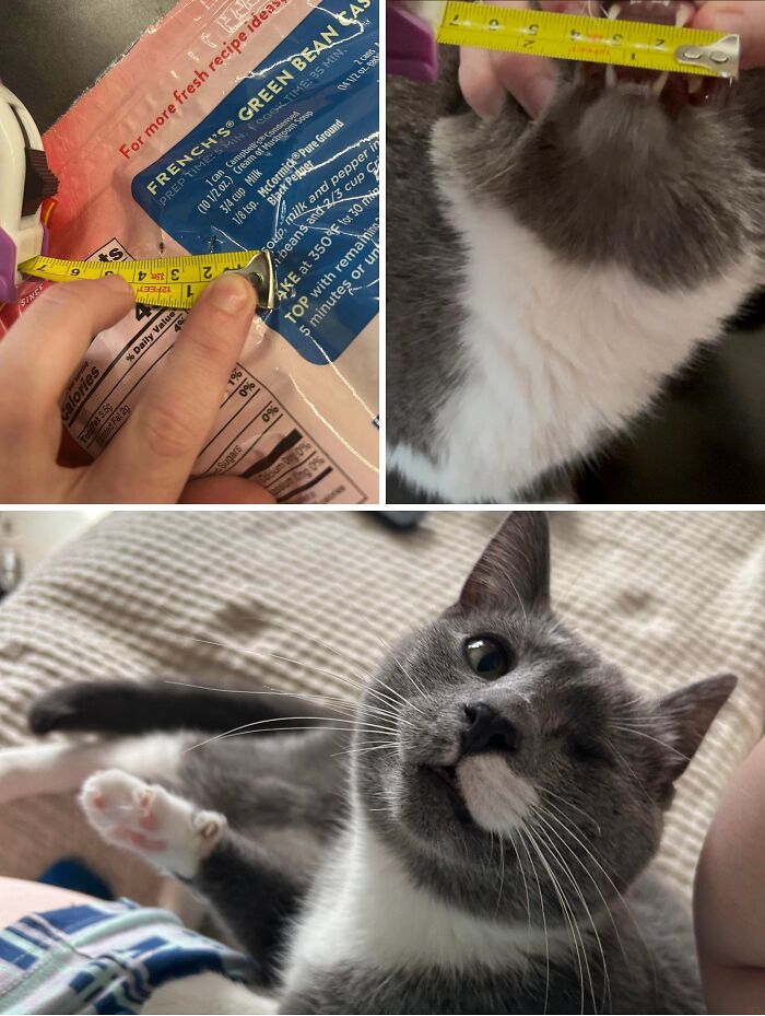 80 Hilarious Cat Crimes That Prove These Furry Suspects Are Always Up To Something 80 Hilarious Cat Crimes That Prove These Furry Suspects Are Always Up To Something