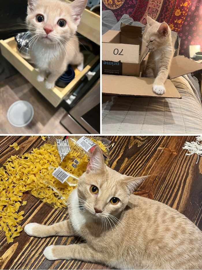 80 Hilarious Cat Crimes That Prove These Furry Suspects Are Always Up To Something 80 Hilarious Cat Crimes That Prove These Furry Suspects Are Always Up To Something