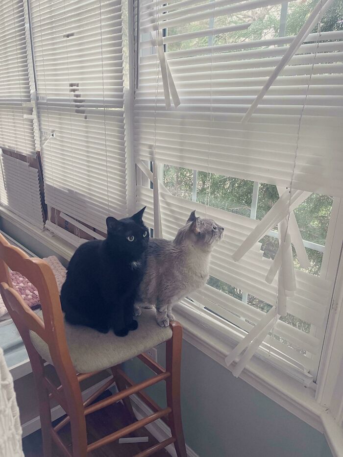 80 Hilarious Cat Crimes That Prove These Furry Suspects Are Always Up To Something 80 Hilarious Cat Crimes That Prove These Furry Suspects Are Always Up To Something