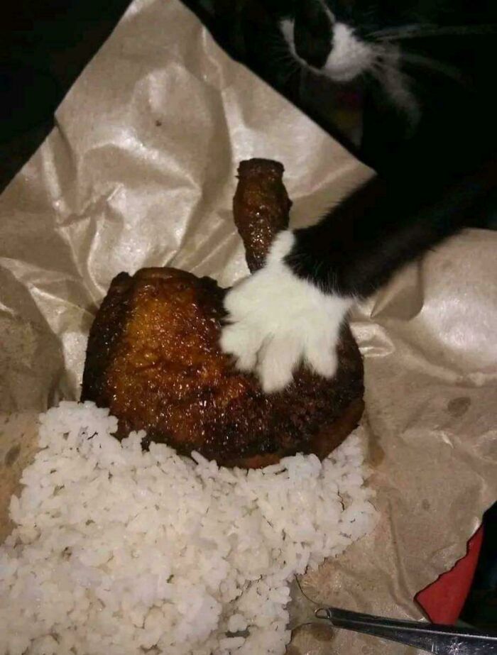 80 Hilarious Cat Crimes That Prove These Furry Suspects Are Always Up To Something 80 Hilarious Cat Crimes That Prove These Furry Suspects Are Always Up To Something