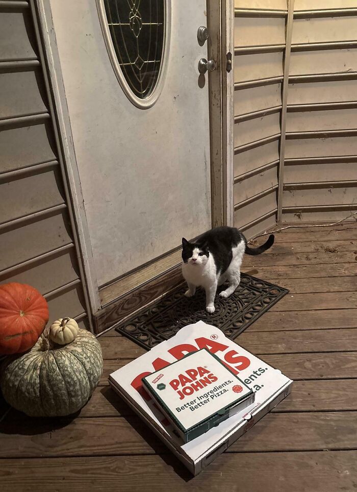 80 Hilarious Cat Crimes That Prove These Furry Suspects Are Always Up To Something 80 Hilarious Cat Crimes That Prove These Furry Suspects Are Always Up To Something