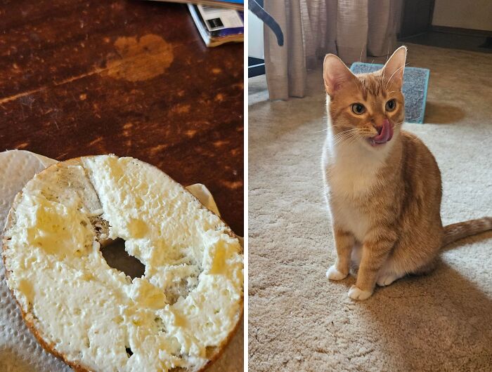 80 Hilarious Cat Crimes That Prove These Furry Suspects Are Always Up To Something 80 Hilarious Cat Crimes That Prove These Furry Suspects Are Always Up To Something