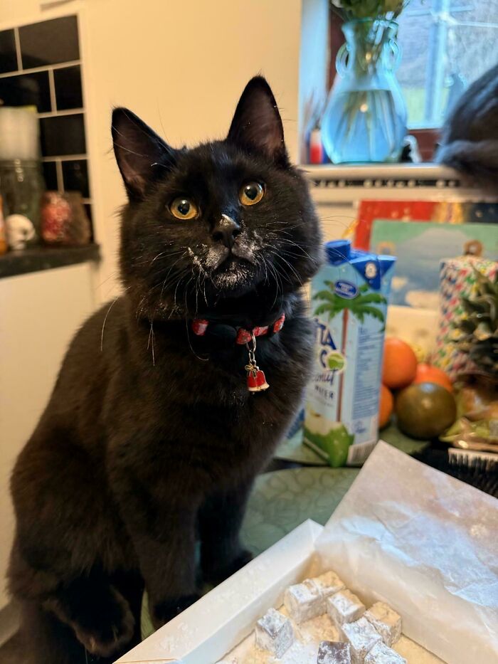 80 Hilarious Cat Crimes That Prove These Furry Suspects Are Always Up To Something 80 Hilarious Cat Crimes That Prove These Furry Suspects Are Always Up To Something