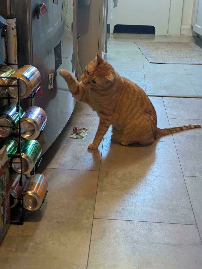 80 Hilarious Cat Crimes That Prove These Furry Suspects Are Always Up To Something 80 Hilarious Cat Crimes That Prove These Furry Suspects Are Always Up To Something