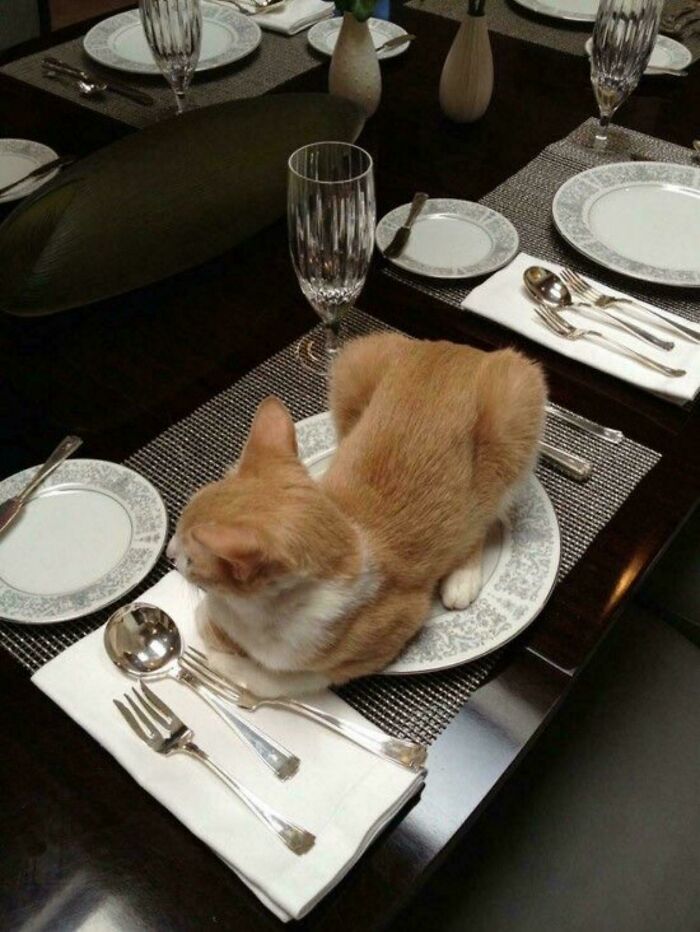 80 Hilarious Cat Crimes That Prove These Furry Suspects Are Always Up To Something 80 Hilarious Cat Crimes That Prove These Furry Suspects Are Always Up To Something