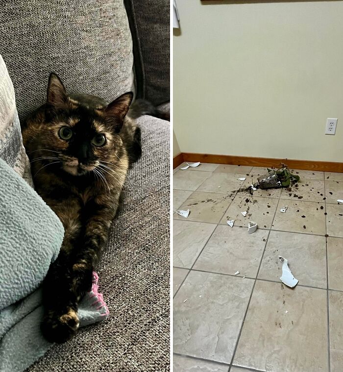 80 Hilarious Cat Crimes That Prove These Furry Suspects Are Always Up To Something 80 Hilarious Cat Crimes That Prove These Furry Suspects Are Always Up To Something