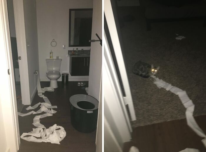 80 Hilarious Cat Crimes That Prove These Furry Suspects Are Always Up To Something 80 Hilarious Cat Crimes That Prove These Furry Suspects Are Always Up To Something