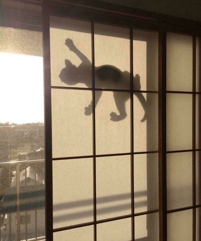 80 Hilarious Cat Crimes That Prove These Furry Suspects Are Always Up To Something 80 Hilarious Cat Crimes That Prove These Furry Suspects Are Always Up To Something
