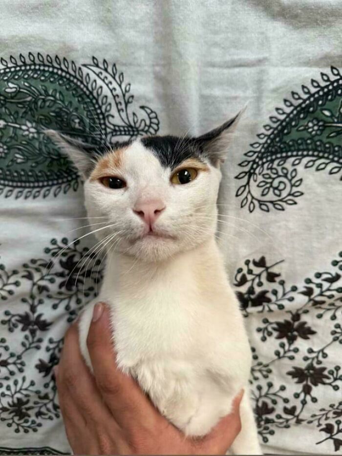 80 Hilarious Cat Crimes That Prove These Furry Suspects Are Always Up To Something 80 Hilarious Cat Crimes That Prove These Furry Suspects Are Always Up To Something