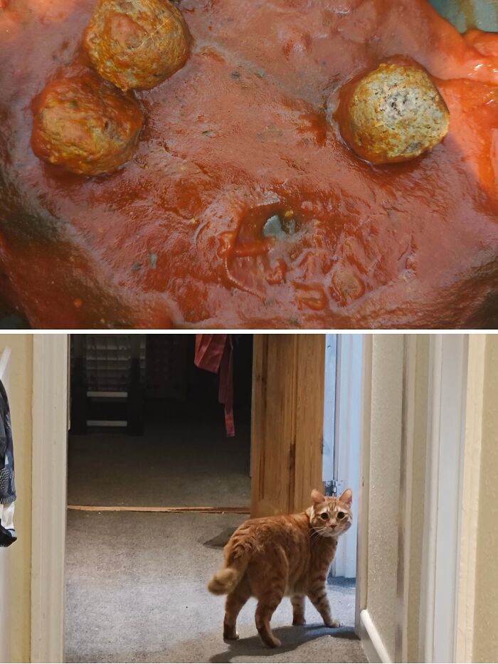 80 Hilarious Cat Crimes That Prove These Furry Suspects Are Always Up To Something 80 Hilarious Cat Crimes That Prove These Furry Suspects Are Always Up To Something