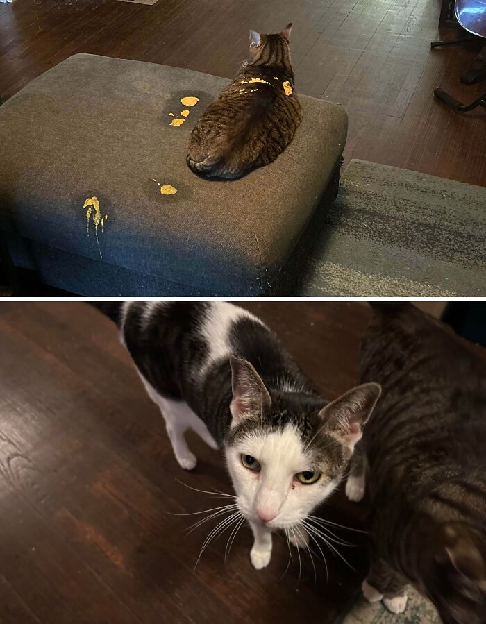 80 Hilarious Cat Crimes That Prove These Furry Suspects Are Always Up To Something 80 Hilarious Cat Crimes That Prove These Furry Suspects Are Always Up To Something
