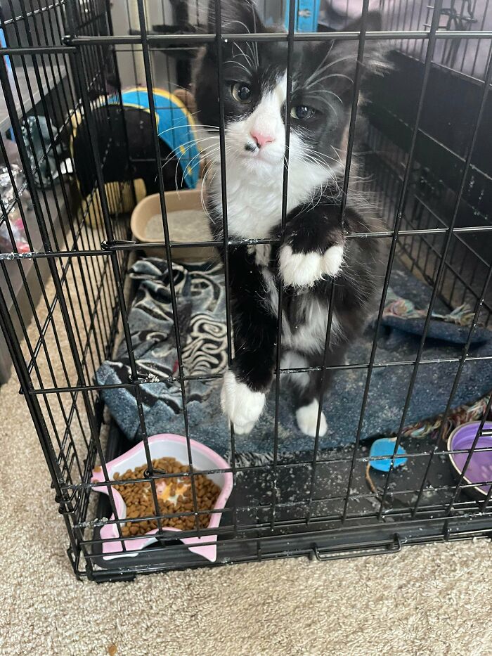 80 Hilarious Cat Crimes That Prove These Furry Suspects Are Always Up To Something 80 Hilarious Cat Crimes That Prove These Furry Suspects Are Always Up To Something
