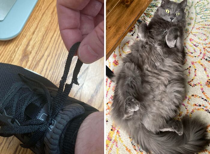 80 Hilarious Cat Crimes That Prove These Furry Suspects Are Always Up To Something 80 Hilarious Cat Crimes That Prove These Furry Suspects Are Always Up To Something