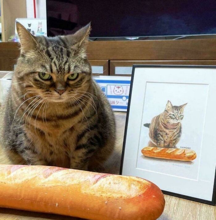 80 Hilarious Cat Crimes That Prove These Furry Suspects Are Always Up To Something 80 Hilarious Cat Crimes That Prove These Furry Suspects Are Always Up To Something