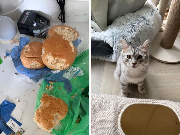 80 Hilarious Cat Crimes That Prove These Furry Suspects Are Always Up To Something 80 Hilarious Cat Crimes That Prove These Furry Suspects Are Always Up To Something