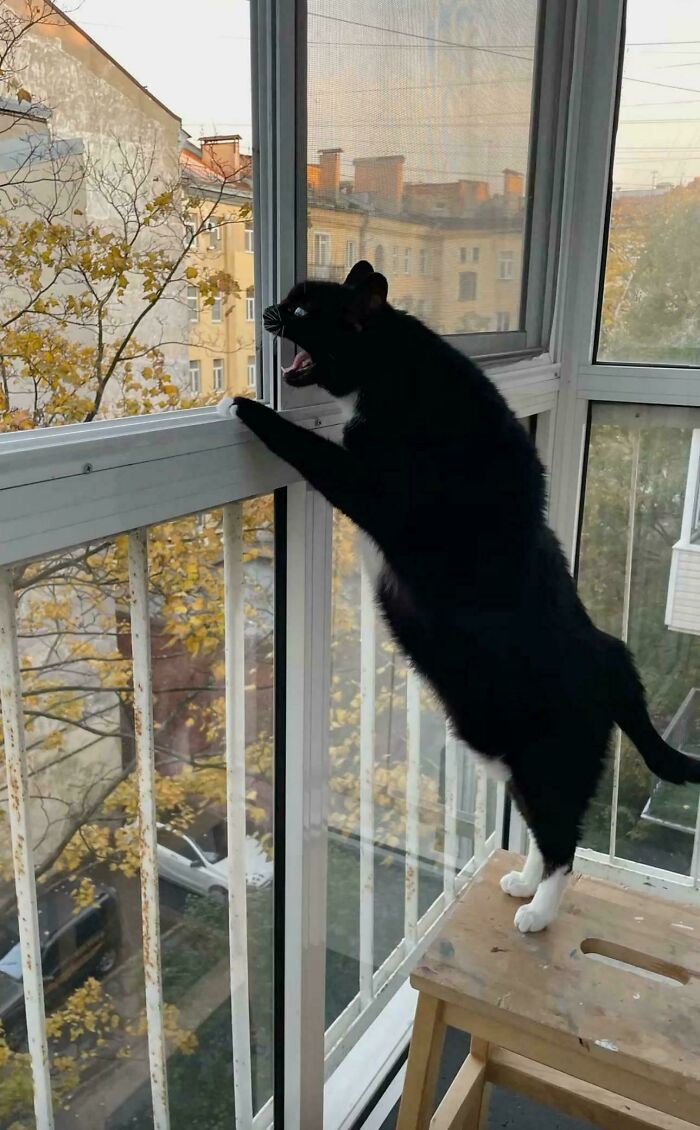 80 Hilarious Cat Crimes That Prove These Furry Suspects Are Always Up To Something 80 Hilarious Cat Crimes That Prove These Furry Suspects Are Always Up To Something