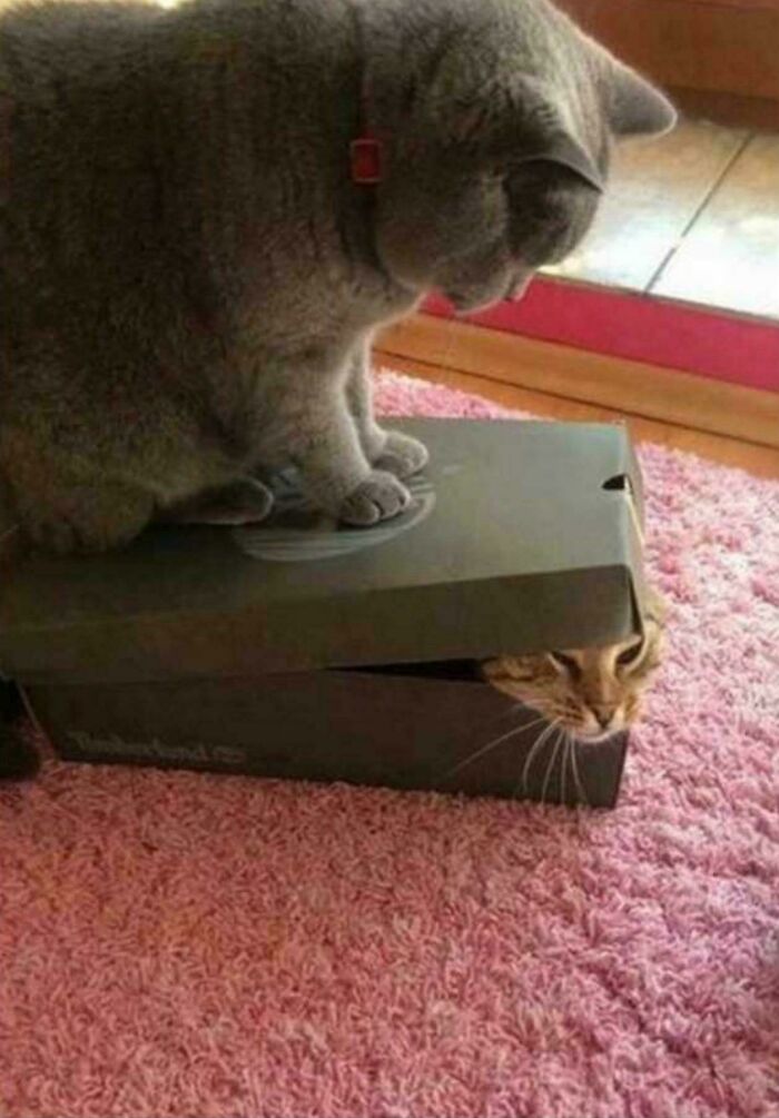 80 Hilarious Cat Crimes That Prove These Furry Suspects Are Always Up To Something 80 Hilarious Cat Crimes That Prove These Furry Suspects Are Always Up To Something