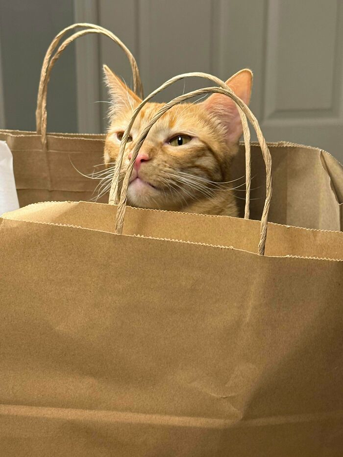 80 Hilarious Cat Crimes That Prove These Furry Suspects Are Always Up To Something 80 Hilarious Cat Crimes That Prove These Furry Suspects Are Always Up To Something