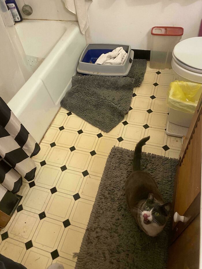 80 Hilarious Cat Crimes That Prove These Furry Suspects Are Always Up To Something 80 Hilarious Cat Crimes That Prove These Furry Suspects Are Always Up To Something
