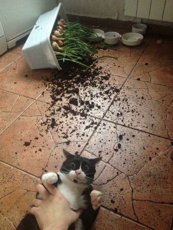80 Hilarious Cat Crimes That Prove These Furry Suspects Are Always Up To Something 80 Hilarious Cat Crimes That Prove These Furry Suspects Are Always Up To Something