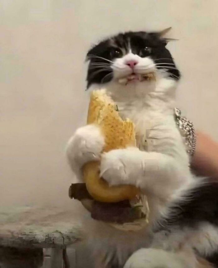 80 Hilarious Cat Crimes That Prove These Furry Suspects Are Always Up To Something 80 Hilarious Cat Crimes That Prove These Furry Suspects Are Always Up To Something