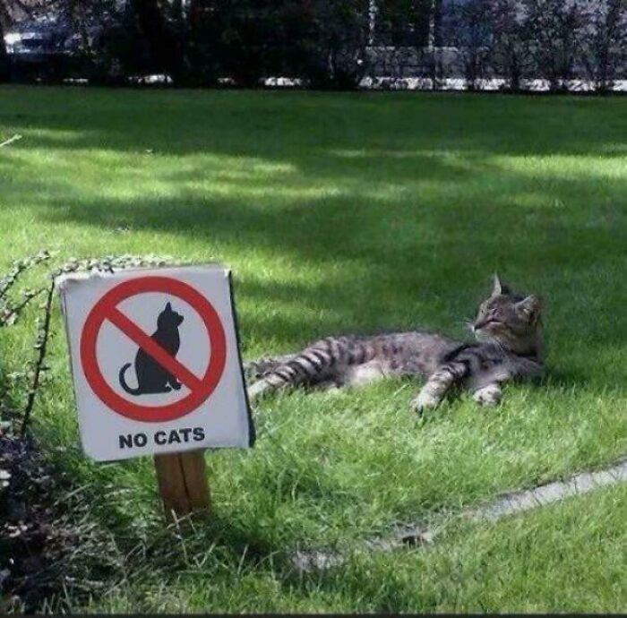 80 Hilarious Cat Crimes That Prove These Furry Suspects Are Always Up To Something 80 Hilarious Cat Crimes That Prove These Furry Suspects Are Always Up To Something