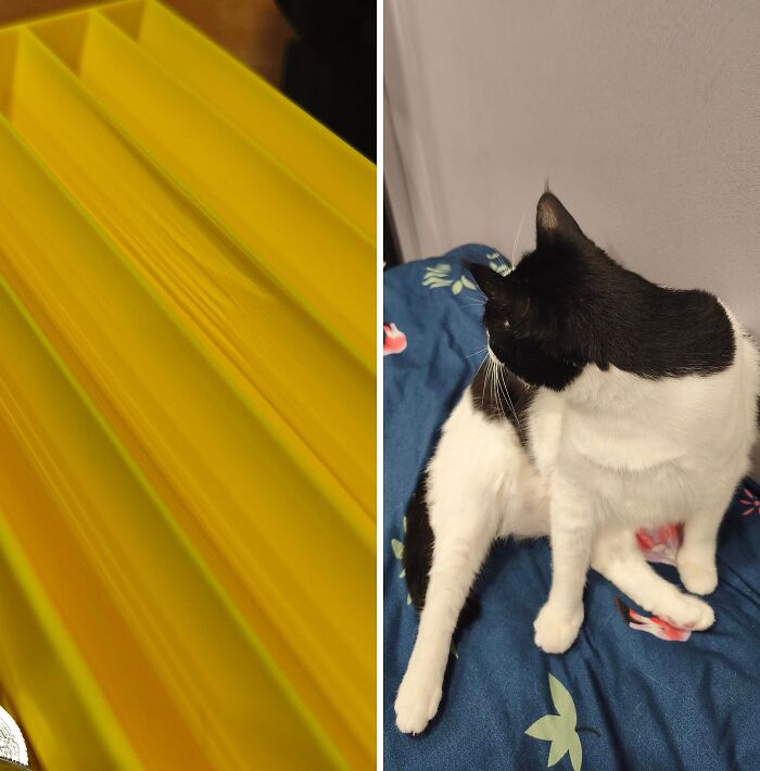 80 Hilarious Cat Crimes That Prove These Furry Suspects Are Always Up To Something 80 Hilarious Cat Crimes That Prove These Furry Suspects Are Always Up To Something