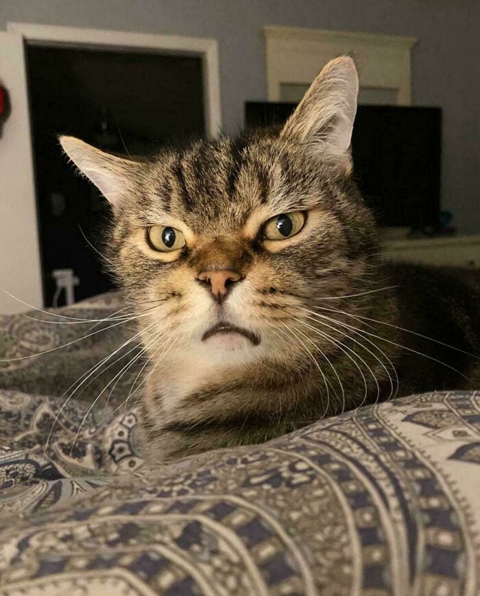 80 Hilarious Cat Crimes That Prove These Furry Suspects Are Always Up To Something 80 Hilarious Cat Crimes That Prove These Furry Suspects Are Always Up To Something