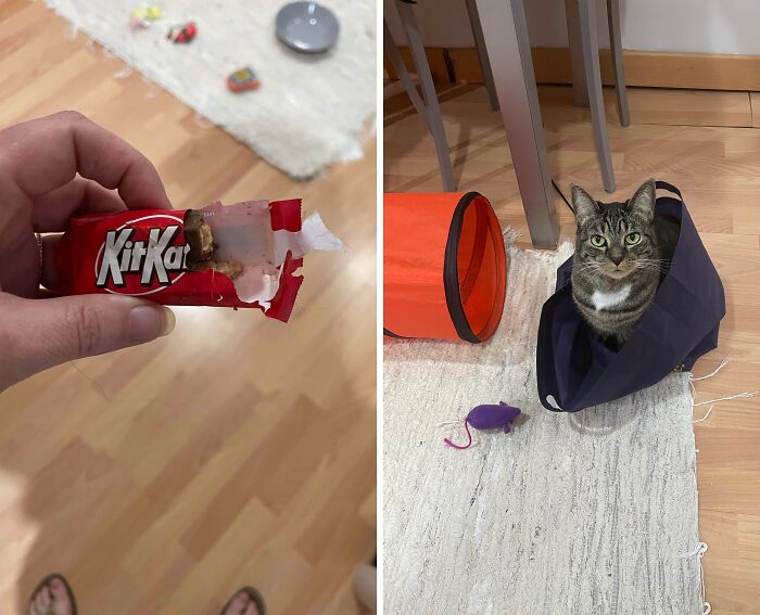 80 Hilarious Cat Crimes That Prove These Furry Suspects Are Always Up To Something 80 Hilarious Cat Crimes That Prove These Furry Suspects Are Always Up To Something