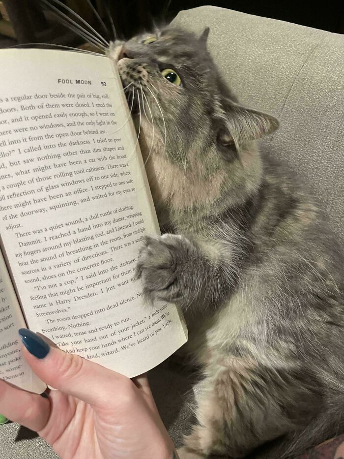 80 Hilarious Cat Crimes That Prove These Furry Suspects Are Always Up To Something 80 Hilarious Cat Crimes That Prove These Furry Suspects Are Always Up To Something