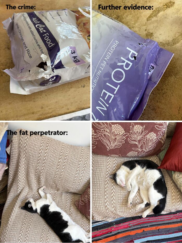 80 Hilarious Cat Crimes That Prove These Furry Suspects Are Always Up To Something 80 Hilarious Cat Crimes That Prove These Furry Suspects Are Always Up To Something