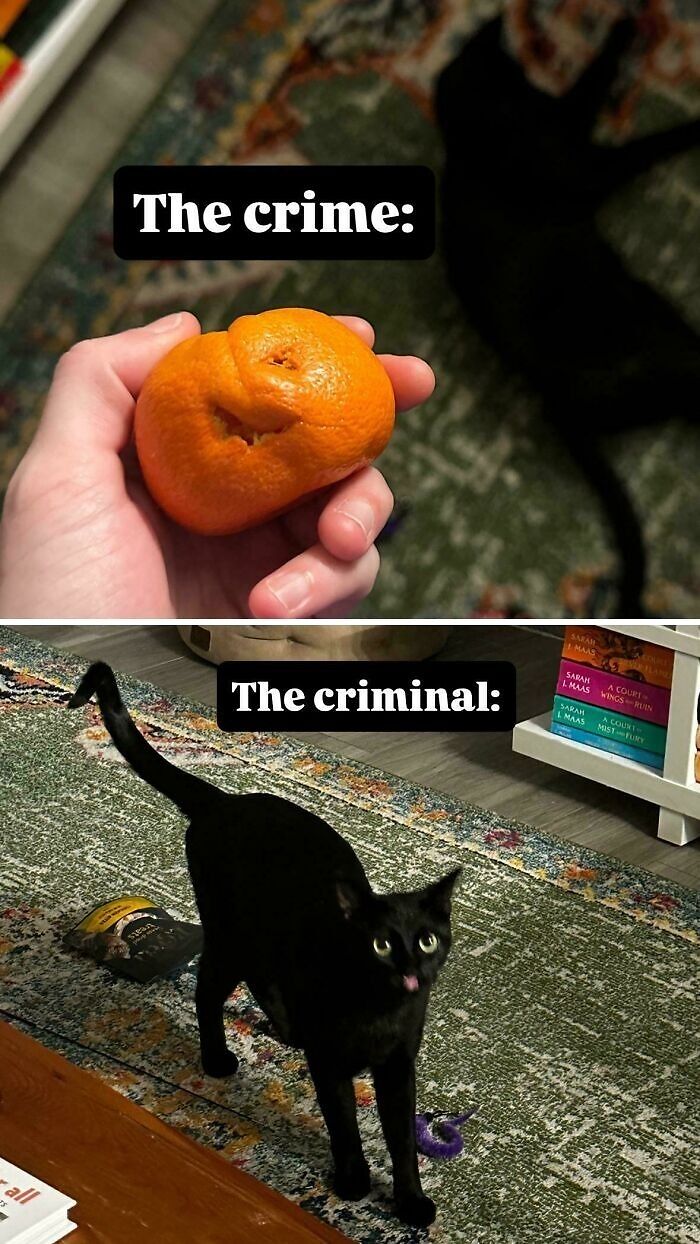 80 Hilarious Cat Crimes That Prove These Furry Suspects Are Always Up To Something 80 Hilarious Cat Crimes That Prove These Furry Suspects Are Always Up To Something