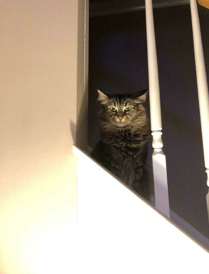 80 Hilarious Cat Crimes That Prove These Furry Suspects Are Always Up To Something 80 Hilarious Cat Crimes That Prove These Furry Suspects Are Always Up To Something