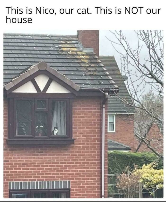 80 Hilarious Cat Crimes That Prove These Furry Suspects Are Always Up To Something 80 Hilarious Cat Crimes That Prove These Furry Suspects Are Always Up To Something
