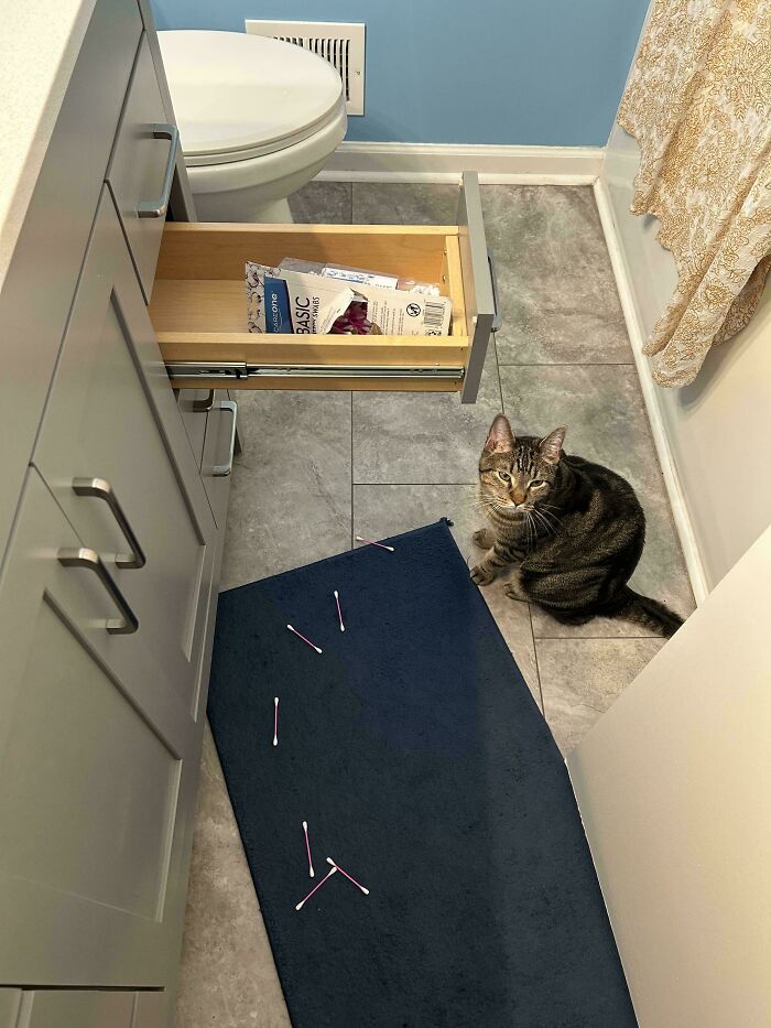 80 Hilarious Cat Crimes That Prove These Furry Suspects Are Always Up To Something 80 Hilarious Cat Crimes That Prove These Furry Suspects Are Always Up To Something