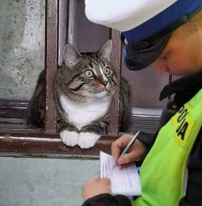 80 Hilarious Cat Crimes That Prove These Furry Suspects Are Always Up To Something 80 Hilarious Cat Crimes That Prove These Furry Suspects Are Always Up To Something