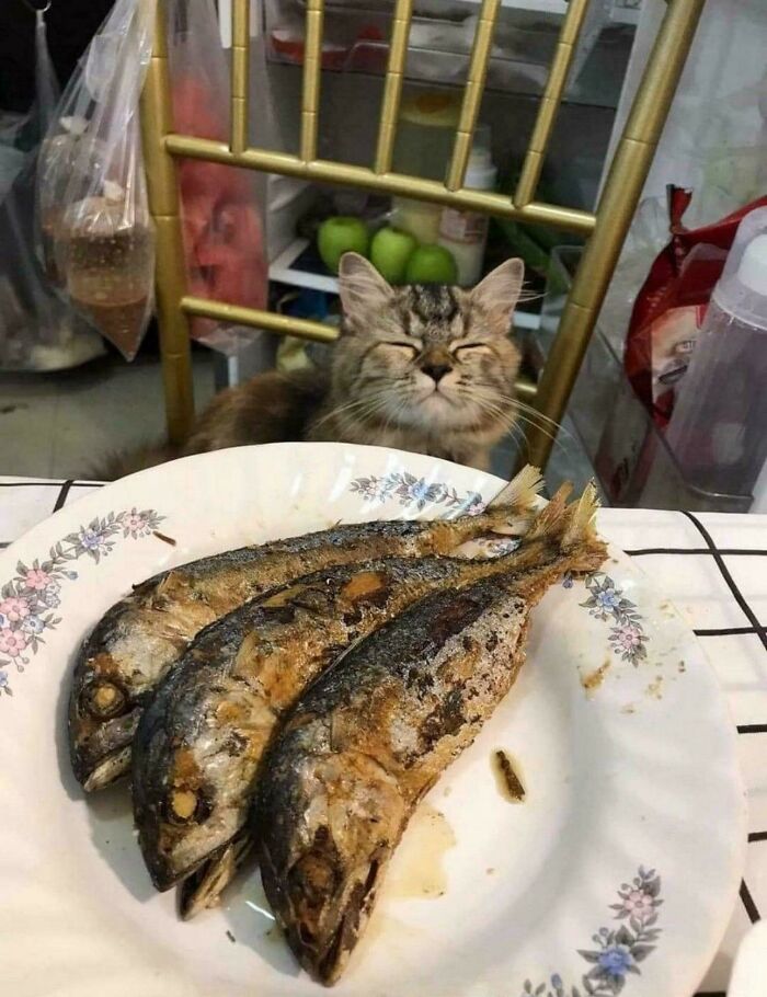 80 Hilarious Cat Crimes That Prove These Furry Suspects Are Always Up To Something 80 Hilarious Cat Crimes That Prove These Furry Suspects Are Always Up To Something