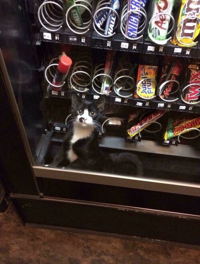 80 Hilarious Cat Crimes That Prove These Furry Suspects Are Always Up To Something 80 Hilarious Cat Crimes That Prove These Furry Suspects Are Always Up To Something