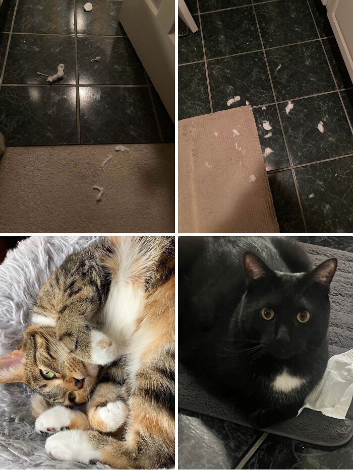 80 Hilarious Cat Crimes That Prove These Furry Suspects Are Always Up To Something 80 Hilarious Cat Crimes That Prove These Furry Suspects Are Always Up To Something