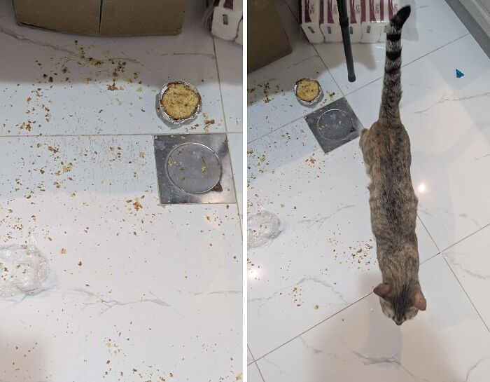 80 Hilarious Cat Crimes That Prove These Furry Suspects Are Always Up To Something 80 Hilarious Cat Crimes That Prove These Furry Suspects Are Always Up To Something