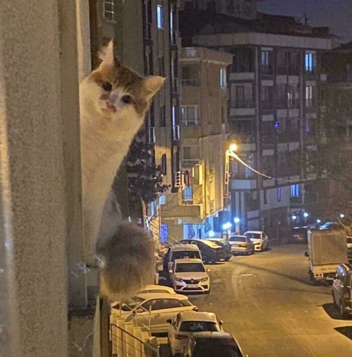 80 Hilarious Cat Crimes That Prove These Furry Suspects Are Always Up To Something 80 Hilarious Cat Crimes That Prove These Furry Suspects Are Always Up To Something