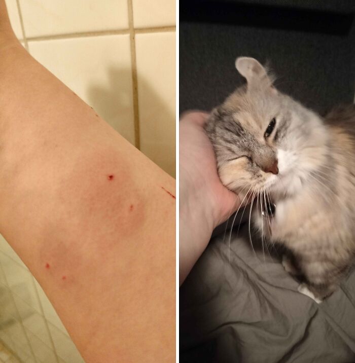 80 Hilarious Cat Crimes That Prove These Furry Suspects Are Always Up To Something 80 Hilarious Cat Crimes That Prove These Furry Suspects Are Always Up To Something