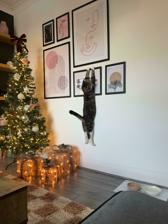 80 Hilarious Cat Crimes That Prove These Furry Suspects Are Always Up To Something 80 Hilarious Cat Crimes That Prove These Furry Suspects Are Always Up To Something