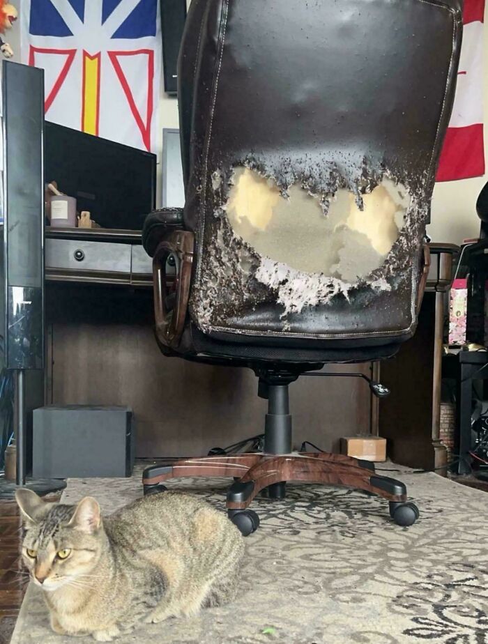 80 Hilarious Cat Crimes That Prove These Furry Suspects Are Always Up To Something 80 Hilarious Cat Crimes That Prove These Furry Suspects Are Always Up To Something