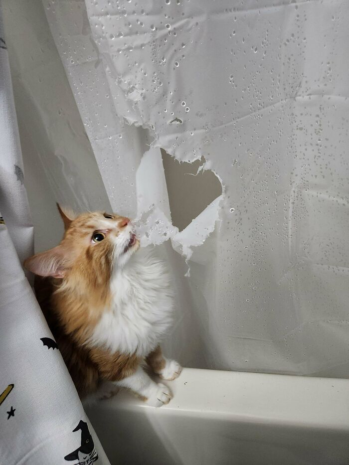 80 Hilarious Cat Crimes That Prove These Furry Suspects Are Always Up To Something 80 Hilarious Cat Crimes That Prove These Furry Suspects Are Always Up To Something