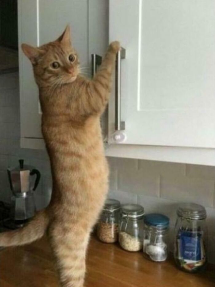 80 Hilarious Cat Crimes That Prove These Furry Suspects Are Always Up To Something 80 Hilarious Cat Crimes That Prove These Furry Suspects Are Always Up To Something