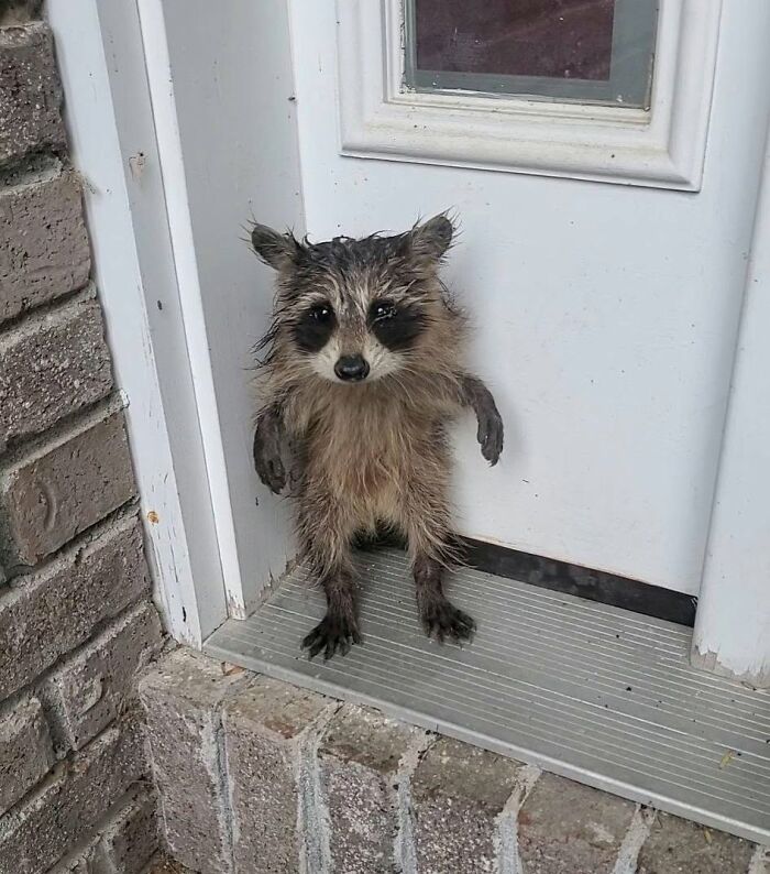 From Daring Rescues To Unlikely Friendships: 10 Raccoon Stories That Might Melt Your Heart